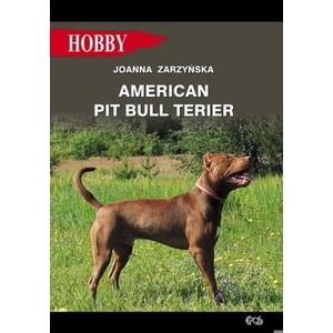 American pit bull terier