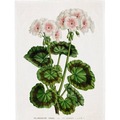 Ręcznik kuchenny - Biała pelargonia