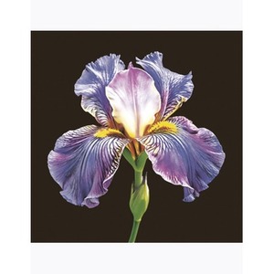 Serwetki MAKI Lunch SL 330x330 Ogólne 062101