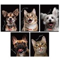 Zeszyt A6/32K kratka Crazy Animal MIX (12szt)